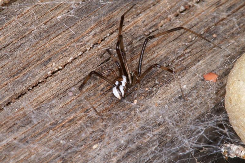 Latrodectus_hasselti_D3641_Z_85_Hamelin pool_Australie.jpg